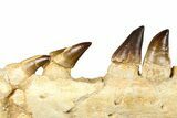 Fossil Mosasaur (Thalassotitan) Jaw Section with Teeth - Morocco #372634-6